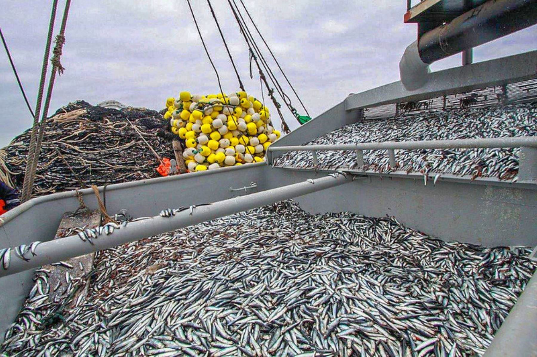 22 de abril: Inicia primera temporada de pesca de anchoveta con nuevas regulaciones