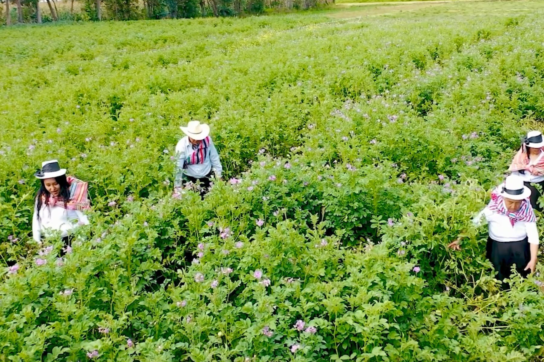 Bono de S/ 1,000 en insumos agrícolas para productores golpeados por las lluvias