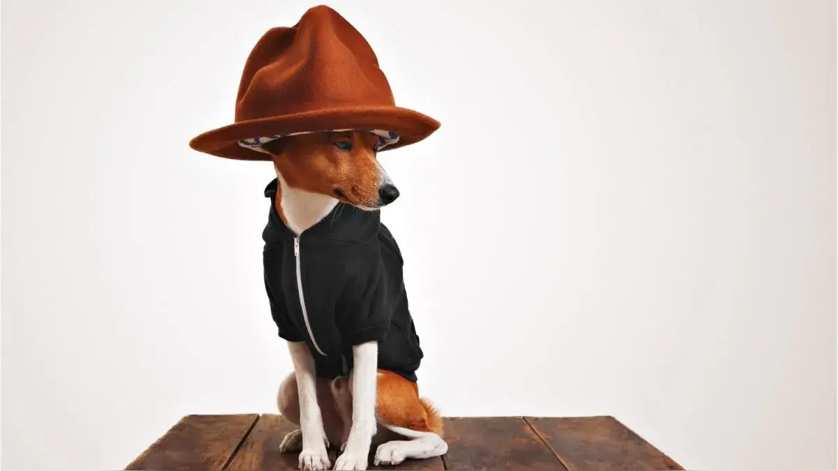 Lo esencial y lo perjudicial en accesorios para mascotas