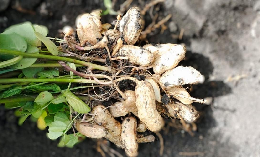 Maní orgánico peruano llega a Francia