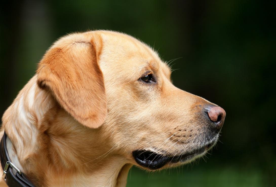 6 millones de mascotas abandonadas en Perú